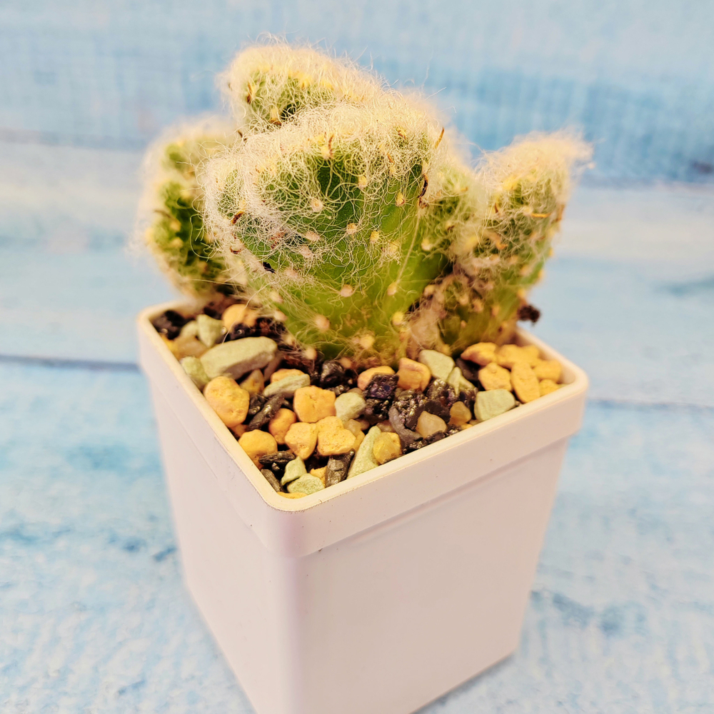 Opuntia vestita cristata (Опунция кристатная)