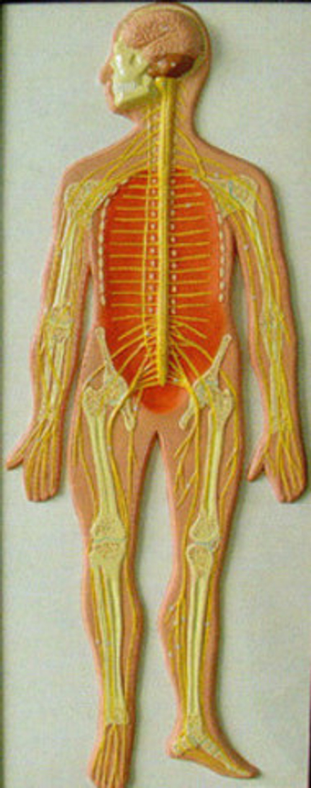 Модель барельефная «Нервная система»
