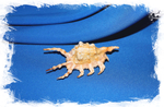Ламбис скорпиус, Lambis scorpius