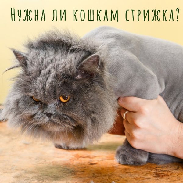 Нужно ли стричь кошек в жару? Нужно ли стричь кошек в жару?