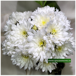 Хризантема мультифлора white ☘ м.57 (отгрузка Май)