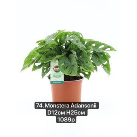 74. Монстера Адансона (Monstera Adansonii) D12см Н25см