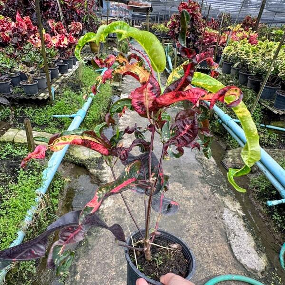 Кротон SUPHANNAHONG (V89)