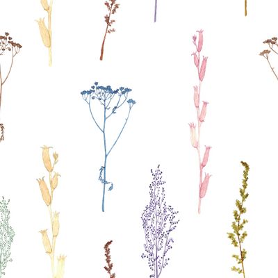 Гербарий, полевые цветы.