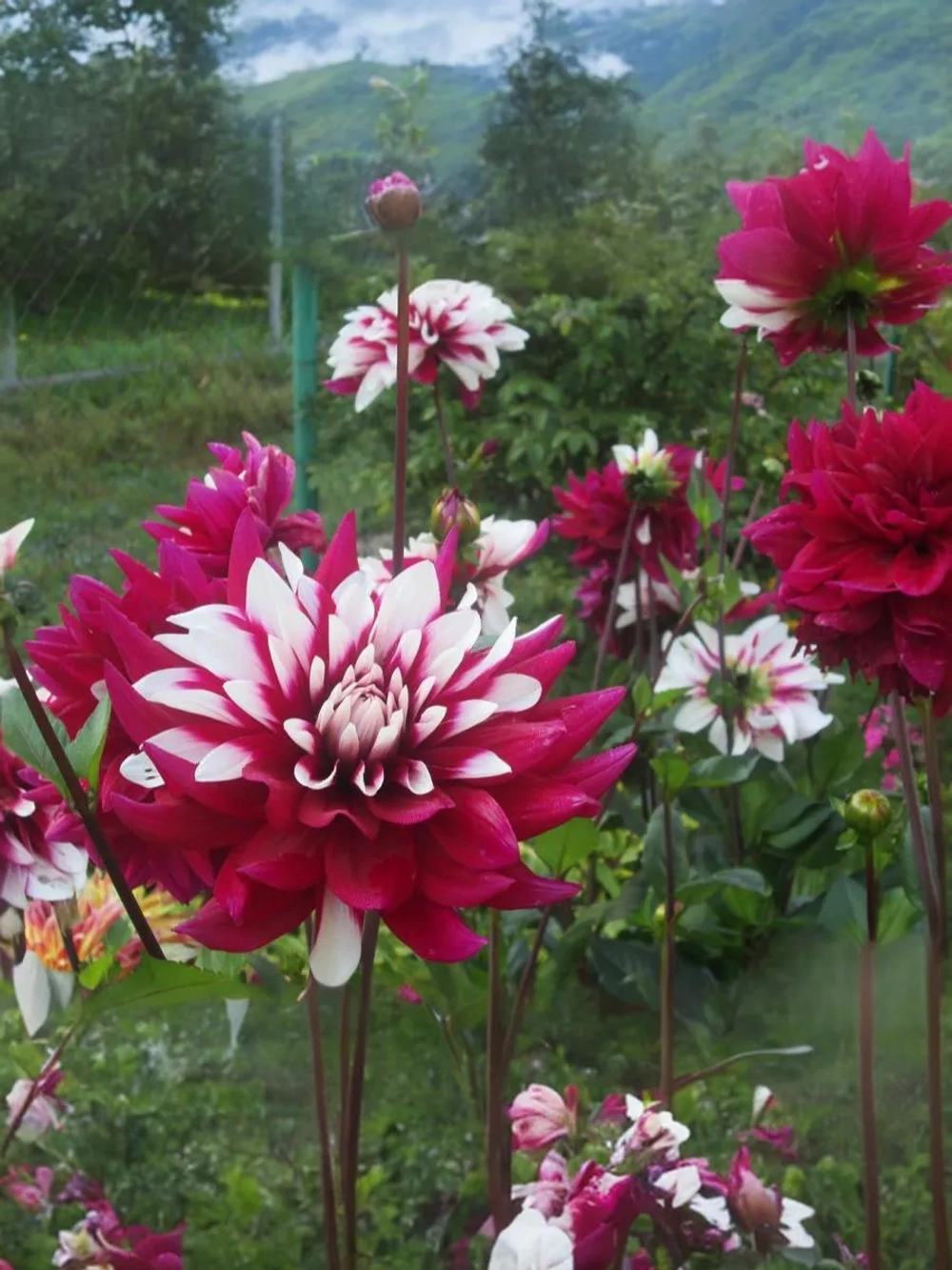 Георгин декоративный Ребеккаc Ворлд