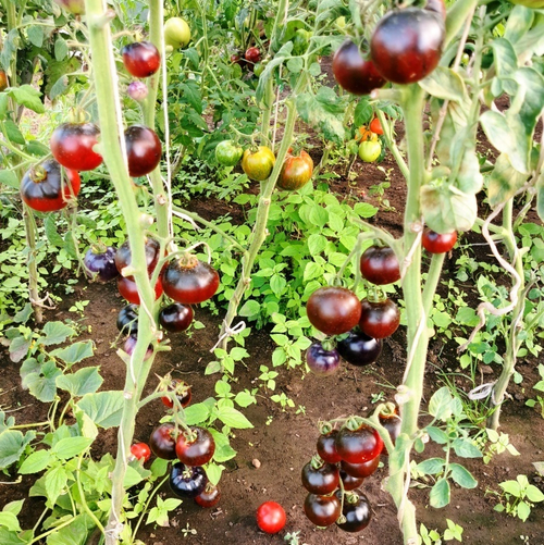 Помидоры Черная Бабочка - Black Butterfly Tomato