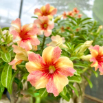 Адениум THIAN HOM