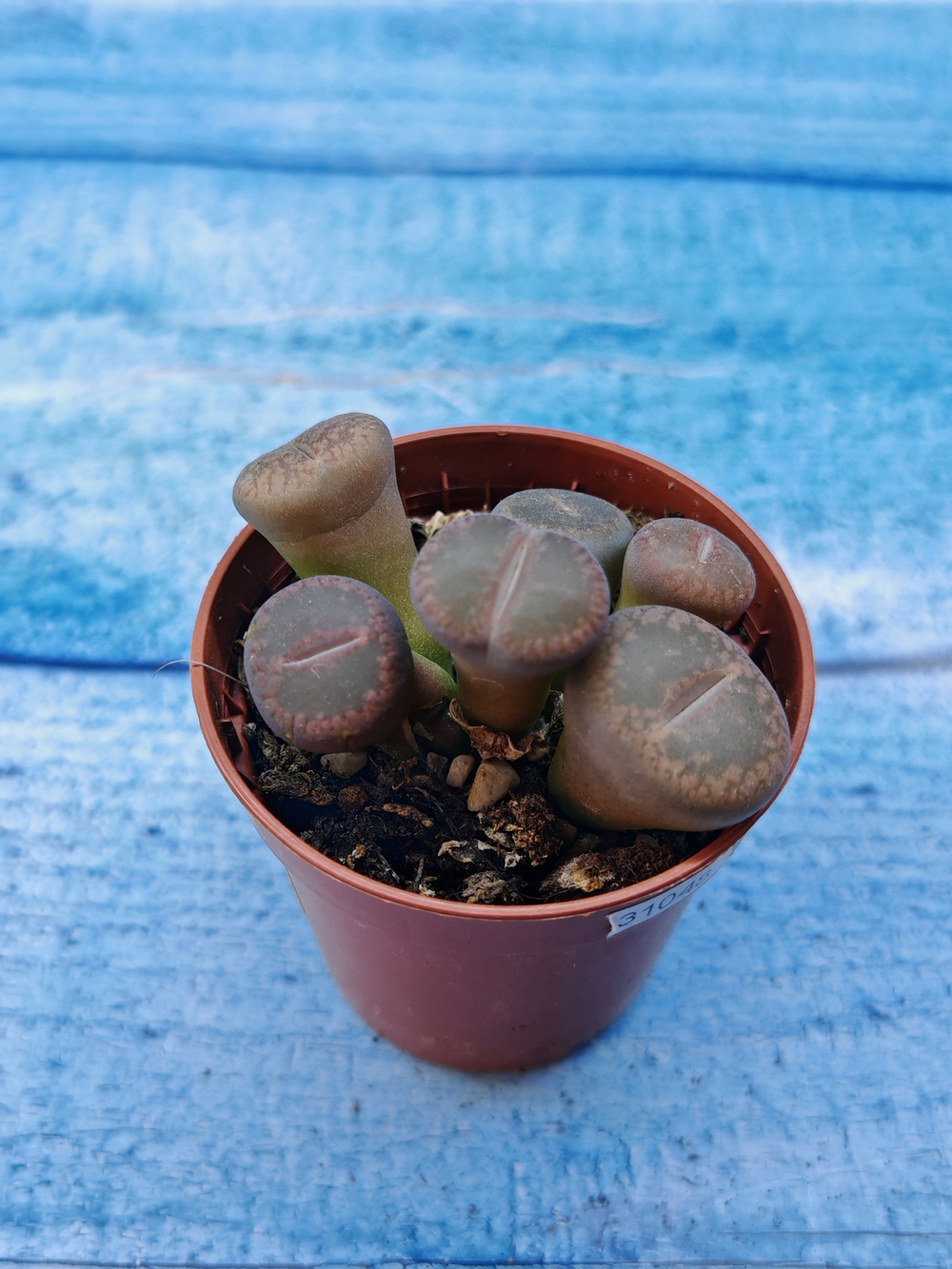 Lithops sp. (Литопсы)