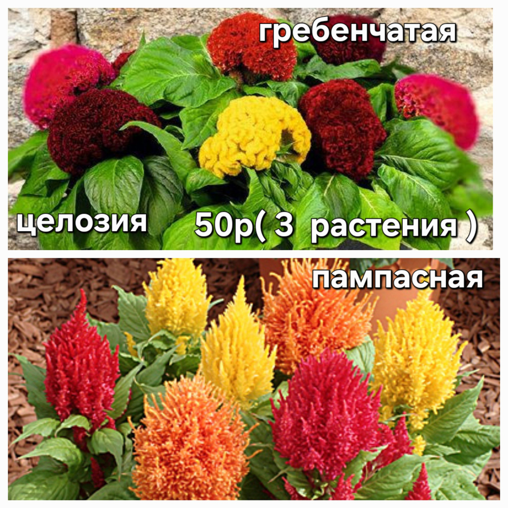 ЦЕЛОЗИЯ ПАМПАСНАЯ НАБОР 3 РАСТЕНИЯ