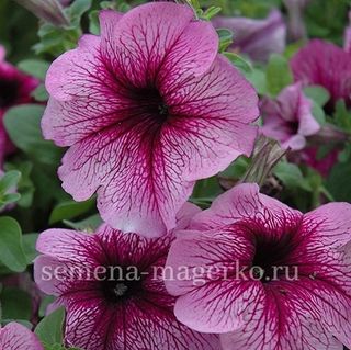 Петуния крупноцветковая  Игл Плам Вейн  F1 100 драже