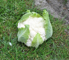 Клиппер F1 семена капусты цветной (Clause / Клос)