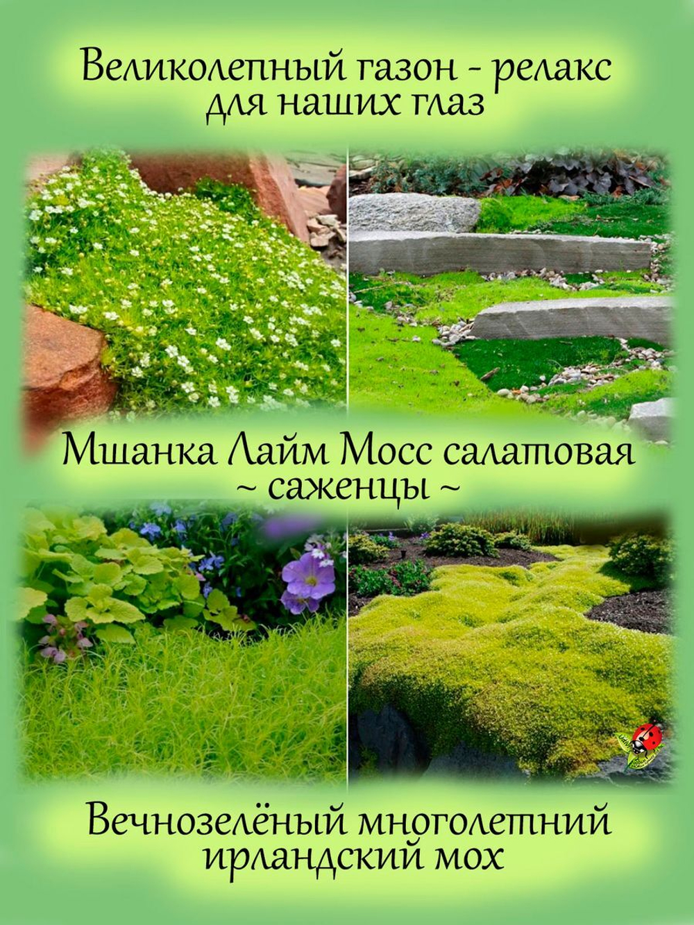 Мшанка Лайм Мосс шиловидная ирландский мох