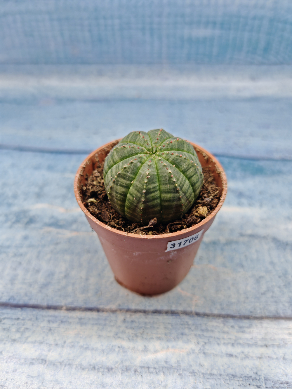 Euphoria Obesa (Эуфорбия)