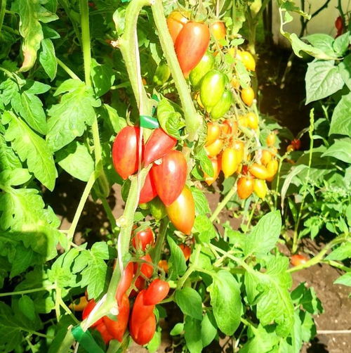 Помидоры Леденцы - Candy Sweet Icicle