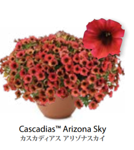 ЕВРО Petunia Cascadias Arizona Sky укорененный черенок середина декабря 25