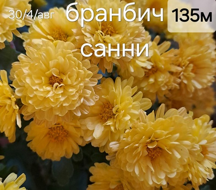 БРАНБИЧ САННИ №135 мультифлора