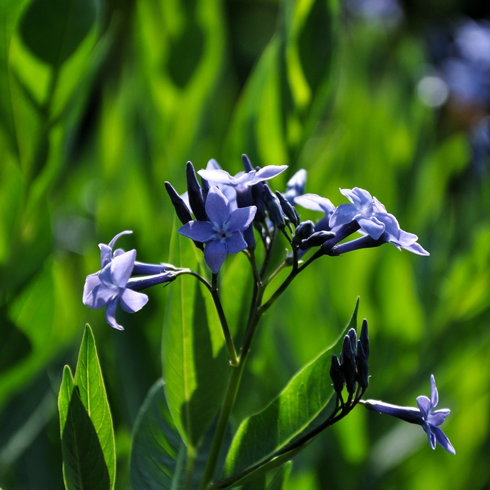 Амсония "Blue Ice". Amsonia "Blue Ice".