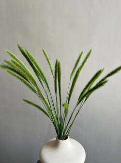 Сухоцвет зеленый