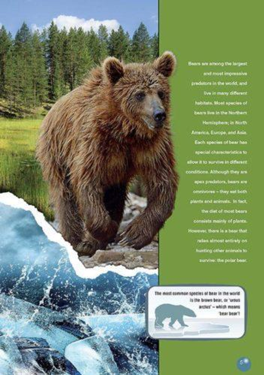 The Polar Bear (Discover Our Amazing World) reader. Книга для чтения