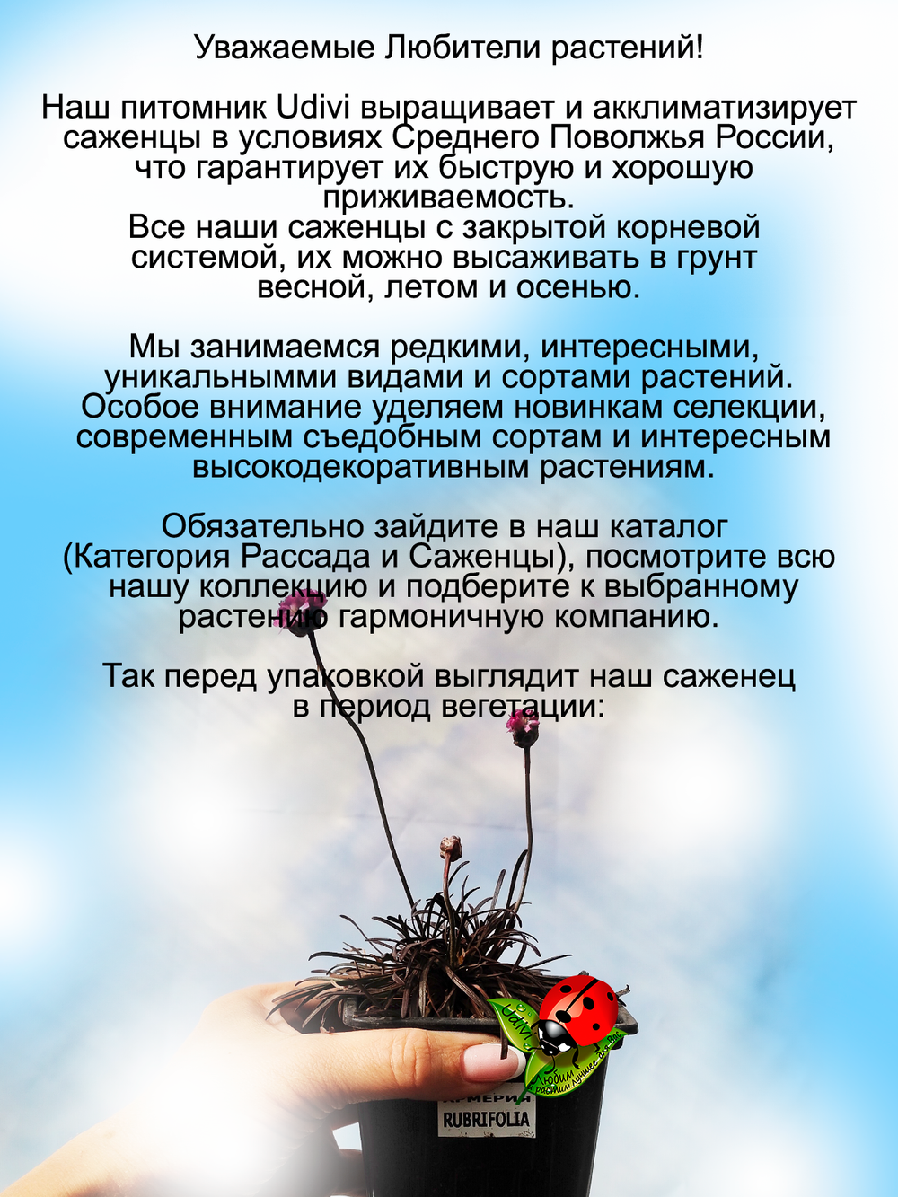 Армерия Рубрифолия приморская с тёмной листвой многолетник