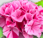 Confetti Panter/ Конфетти Пантера