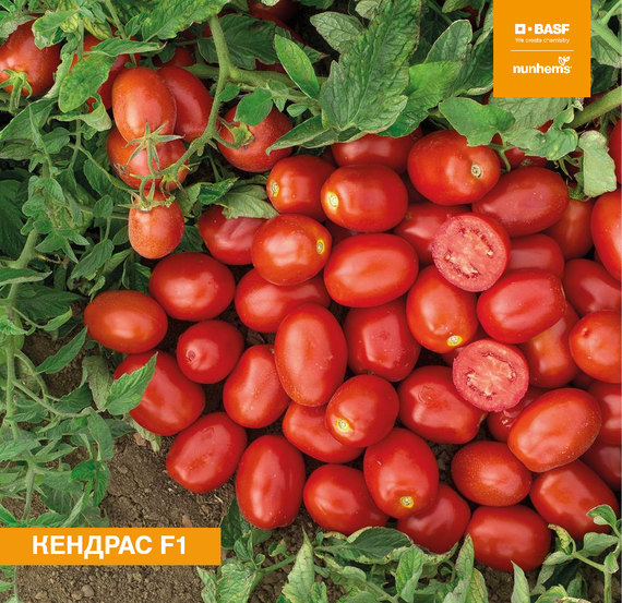 Кендрас F1 семена томата детерминантного (Nunhems / Нюнемс) продукт – фото 1