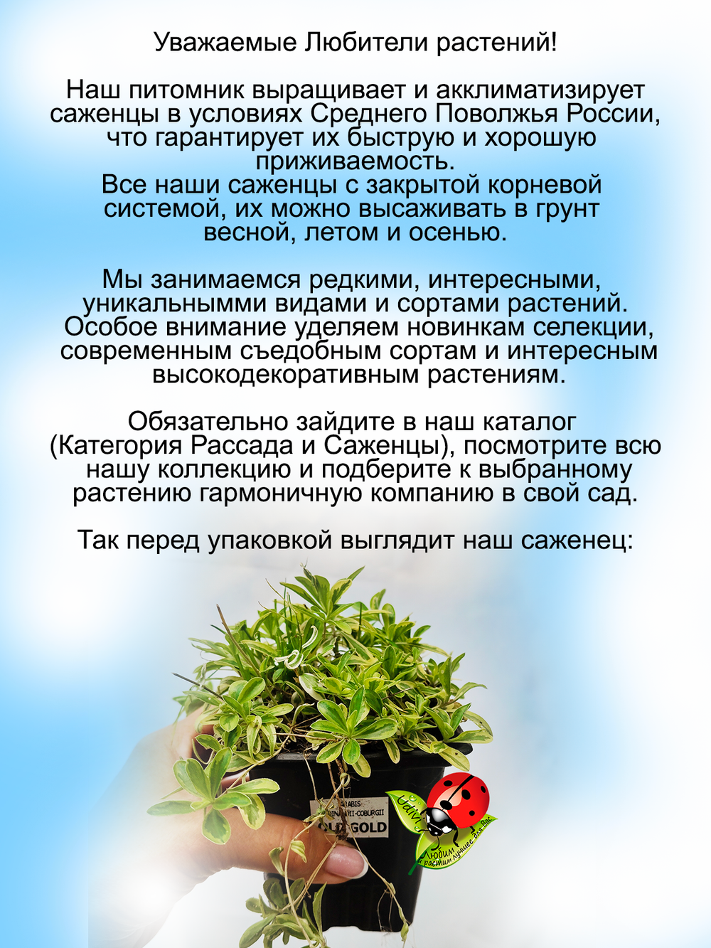 Арабис Фердинанда Кобурского Олд Голд Старое Золото