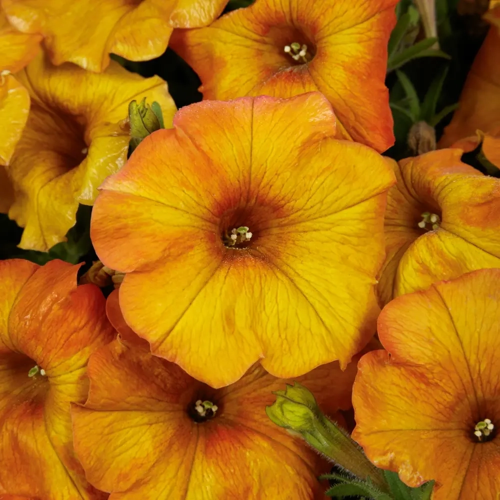 Петхоа BEAUTICAL Sunset Orange