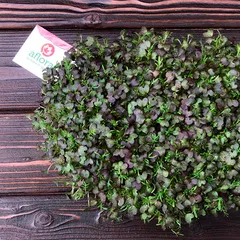 Мизуна красная на корне / 1 шт