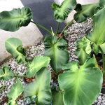 Филодендрон ROGUSUM ABERRANT FORM