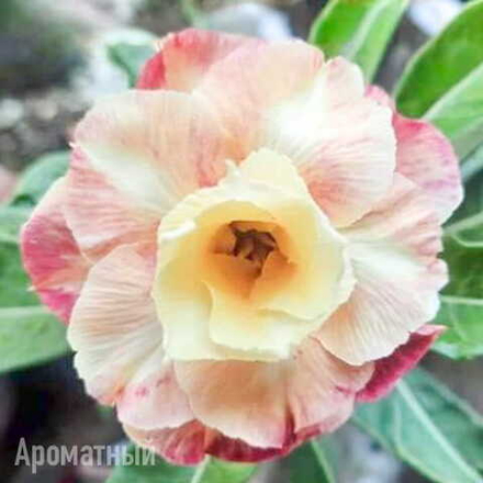Адениум 1014-SWEET BABY
