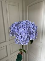 Гортензия в фиолетовом оттенке