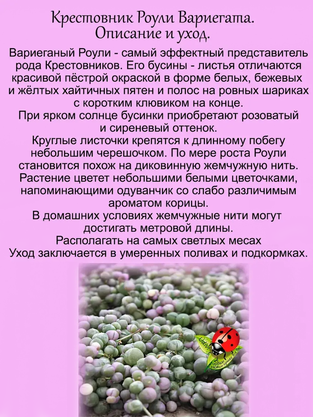 Крестовник Роули Вариегата