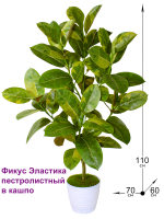 Искусственный Фикус Эластика пестролистный 110см в кашпо