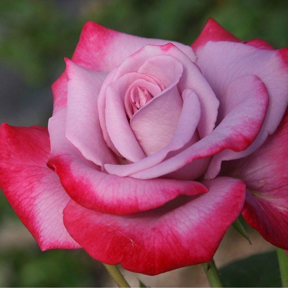 Роза чайно-гибридная Парадиз