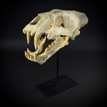 Xenosmilus на стойке