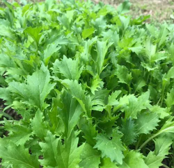 Капуста японская Мизуна F1 / MIZUNA F1 (Enza Zaden / Энза Заден) 2гр.