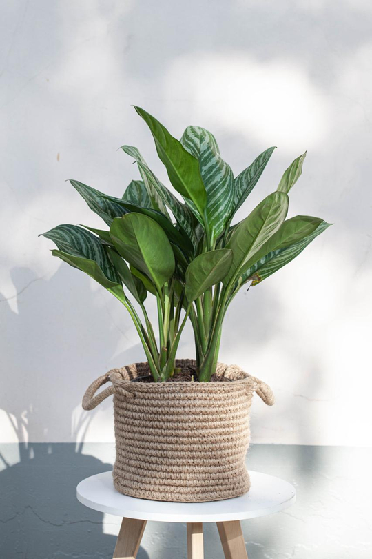 Аглаонема Страйпс