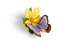 Статуэтка бабочки Австралийский клюв (Australian Beak) на цветке из серии «Бабочки мира»