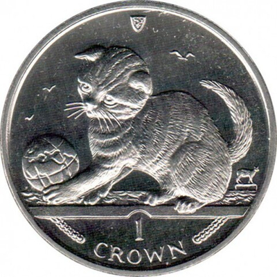 Шотландская вислоухая кошка