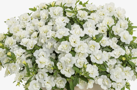 ЕВРО Калибрахоа Mini Famous Uno double white укорененный черенок ОКС