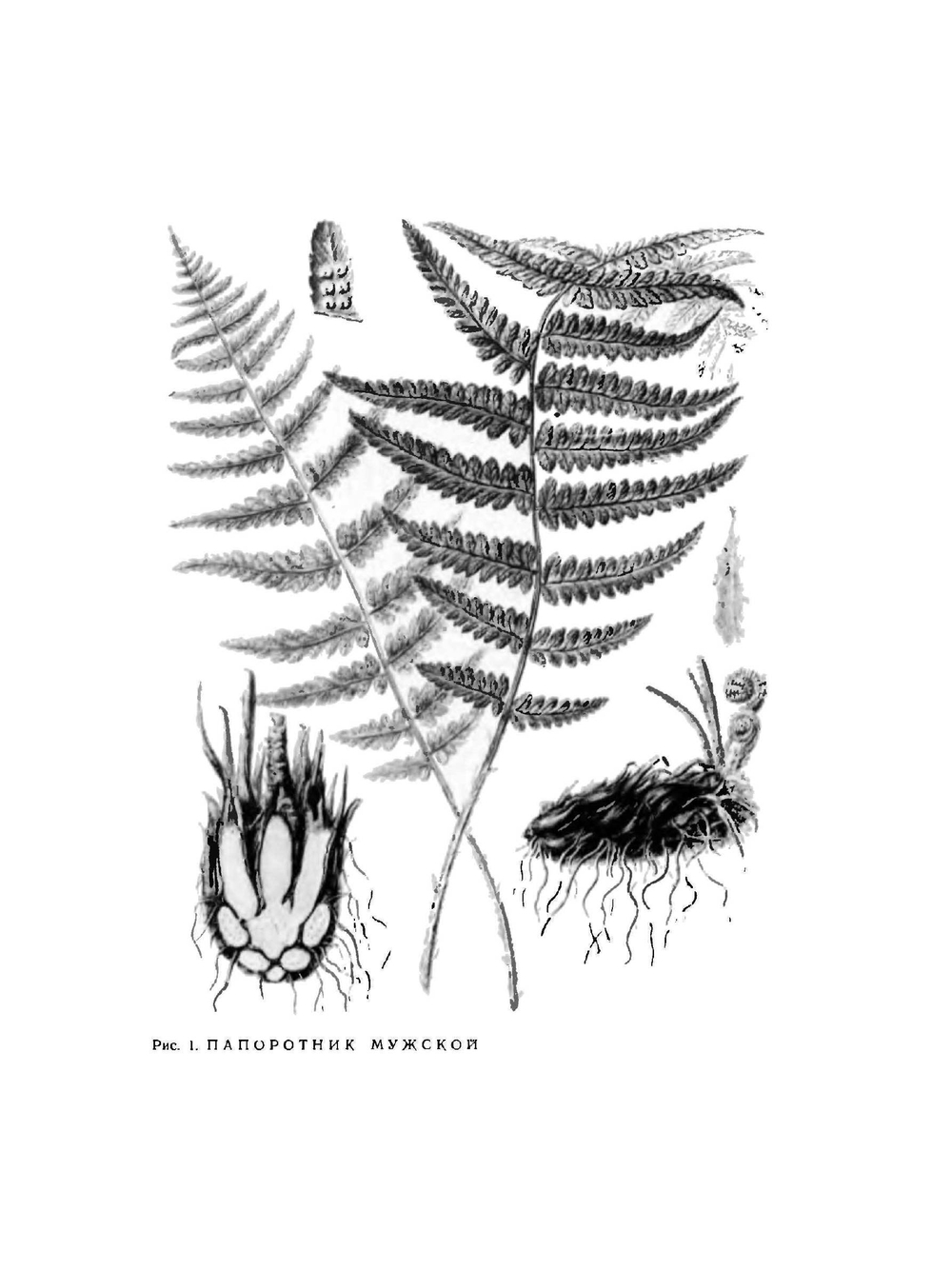 Дикорастущие лекарственные растения СССР | И.И. Гром