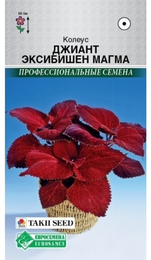 Колеус Джиант Эксибишен Магма