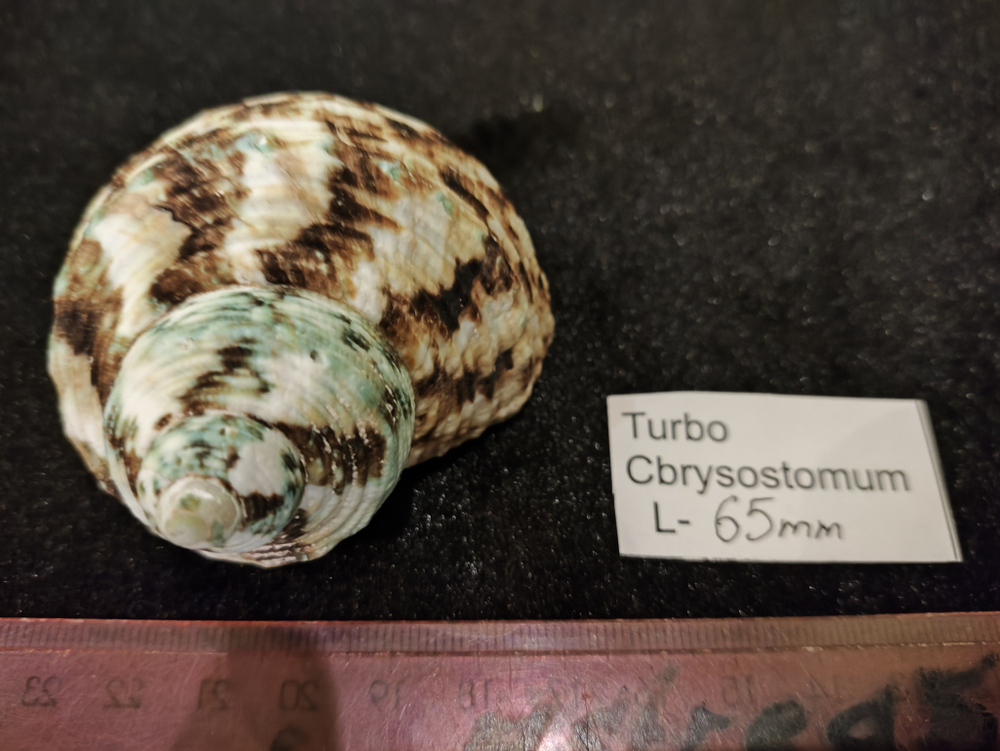 Турбо Златоустный