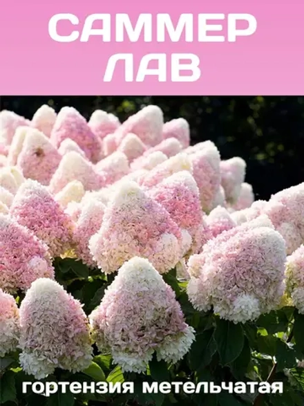Саммер Лав гортензия метельчатая