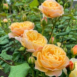 Роальд Даль (Roald Dahl)