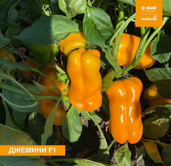 Джемини F1 семена перца сладкого (Nunhems / Нюнемс) культура – фото 2