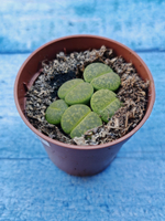 Lithops sp. (Литопсы)