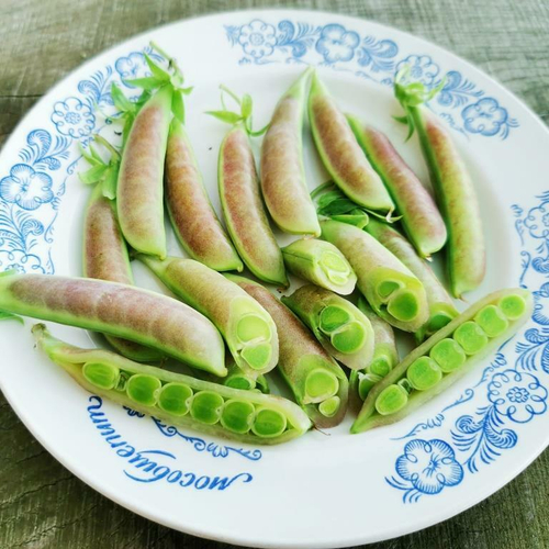 Снеп Горох Усатый Весенний Румянец -  Snap Spring Blush Tendril Pea