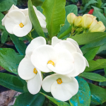 Эуфорбия Миля MALAI NGERN LAN